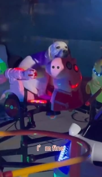 Perritos virales. Fuente: Capturas de Twitter