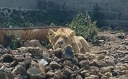 Policías hallan león en obra negra en Edomex; buscaban a albañil desaparecido 