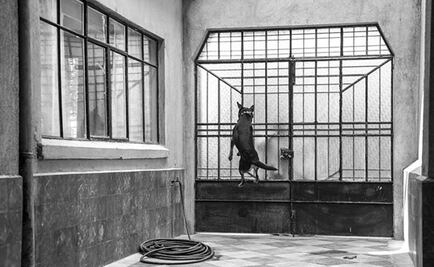 La “Cumbia del Borras” sonará en el Vive Latino