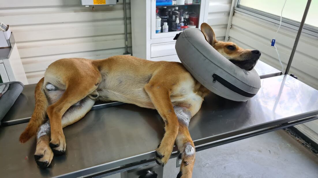 Tras ser rescatado, se recupera y ahora busca una nueva vida. FOTO. Especial/ EL UNIVERSAL/