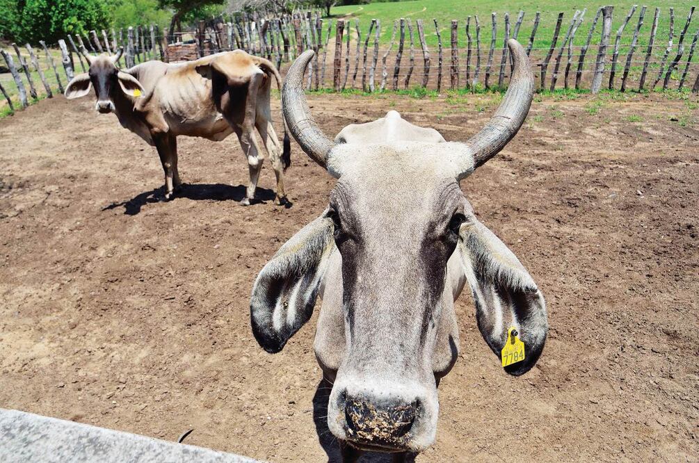 La escasez de lluvia en Guerrero ha provocado la muerte de 3 mil 400 cabezas de ganado; también falta forraje y alimentación para los animales (SALVADOR CISNEROS. EL UNIVERSAL)