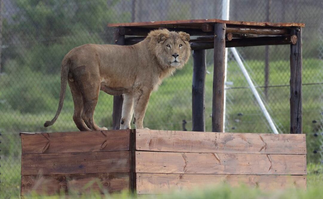 Los leones fueron liberados en recintos separados y llenos de plantas (Foto: AP)