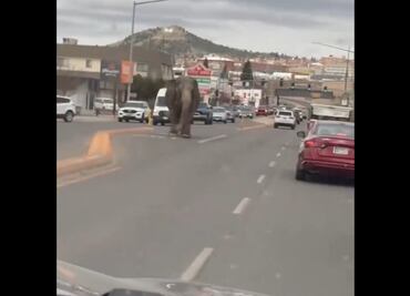 VIDEO: ¿Jumanji? Elefante se escapa de circo en Montana y pasea por las calles