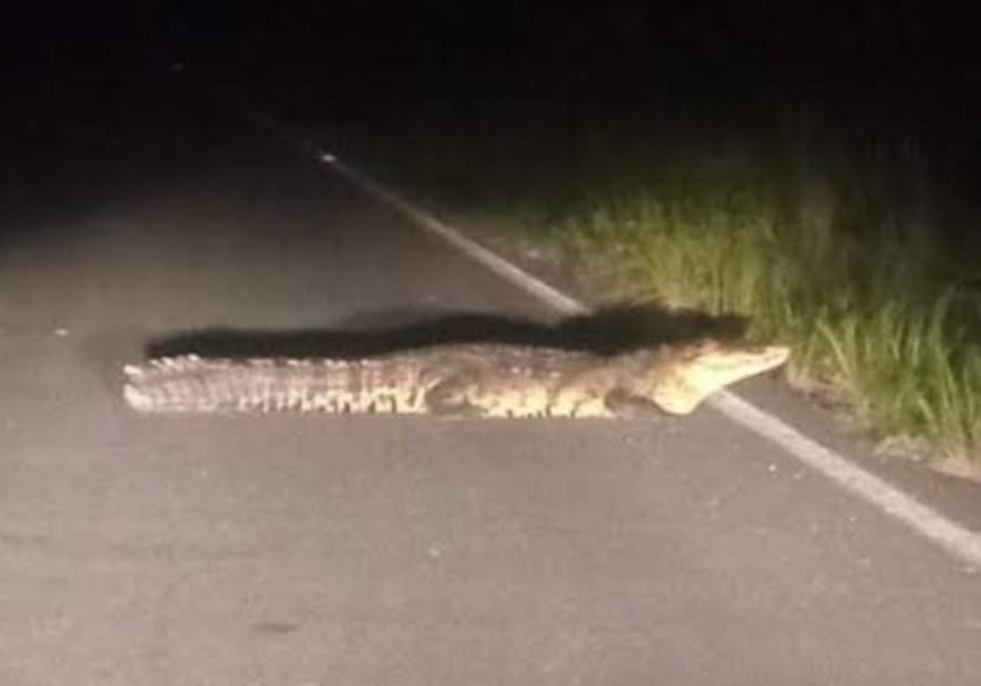 Cocodrilo visto en ruta de Yobaín con el puerto de Chabihau. Foto: Especial