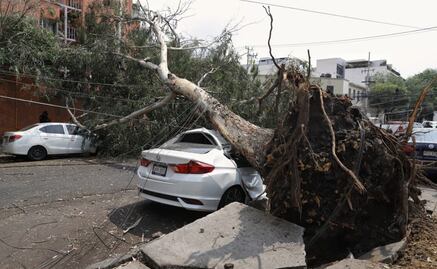 Tolvanera azota la CDMX: vientos derriban árboles y anuncios