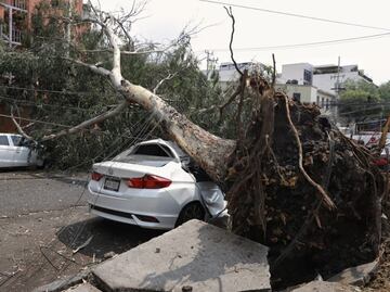 Tolvanera azota la CDMX: vientos derriban árboles y anuncios