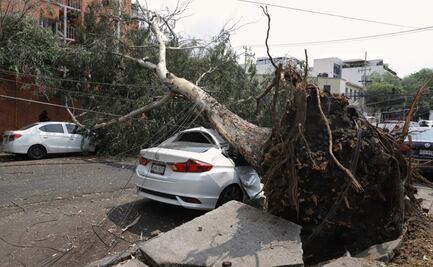 Tolvanera azota la CDMX: vientos derriban árboles y anuncios