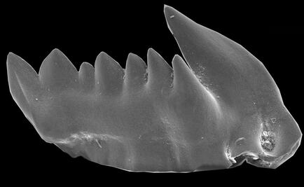 Los primeros depredadores tuvieron dientes que se regeneraban