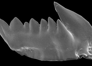 Los primeros depredadores tuvieron dientes que se regeneraban