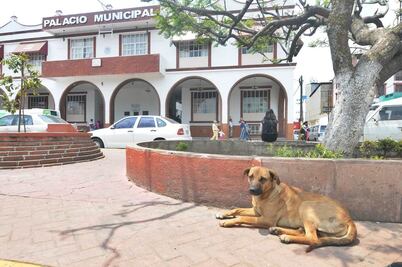 México, país con más perros callejeros en AL