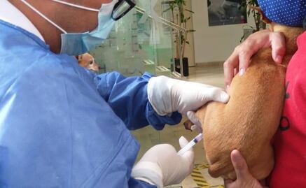 ¿Dónde y cuándo vacunar contra la rabia a tu perro y gato en CDMX?