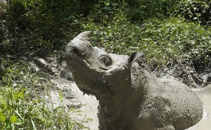 Reportan muerte de “Tam”, el último rinoceronte macho de Sumatra