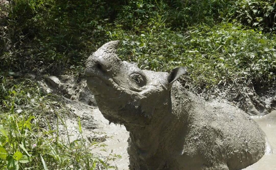 "Tam", es la abreviatura de Kertam (Foto: Reuters)