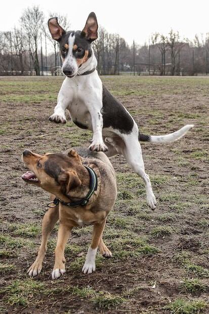 La prevención es clave para garantizar la seguridad de nuestro perro. Fuente: Freepik.