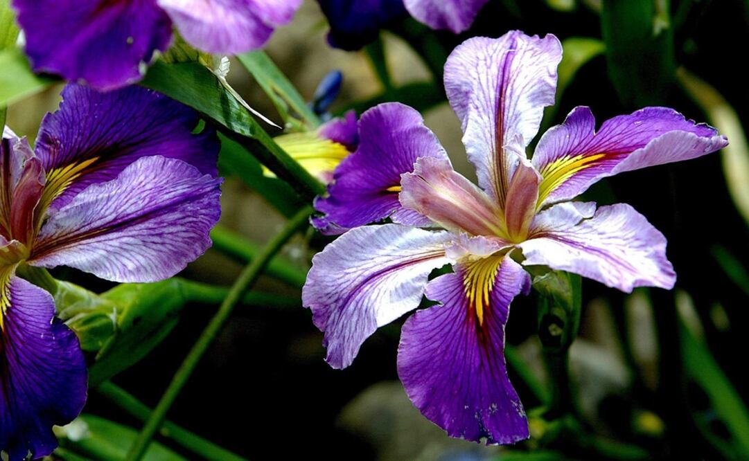 Las primeras plantas con flores aparecieron hace casi 140 millones de años. FOTO: Archivo/ EL UNIVERSAL