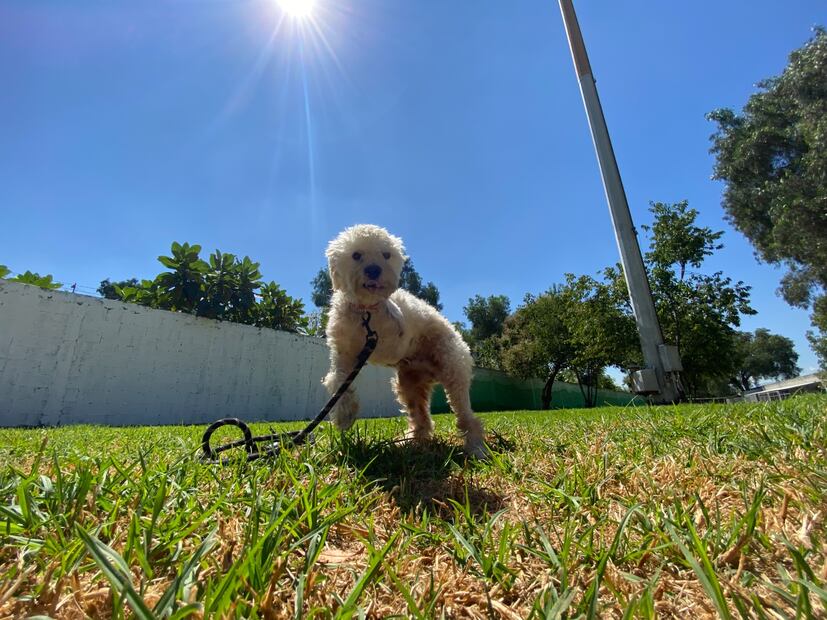 Perritos recibirán donaciones en el Croquetón 2023. FOTO: Especial/ EL UNIVERSAL/