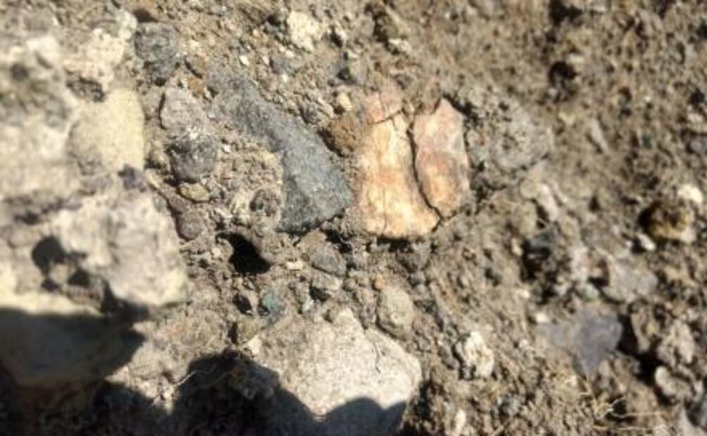 Hallan restos de "elefante" con más de 10 mil años de antigüedad en Oaxaca