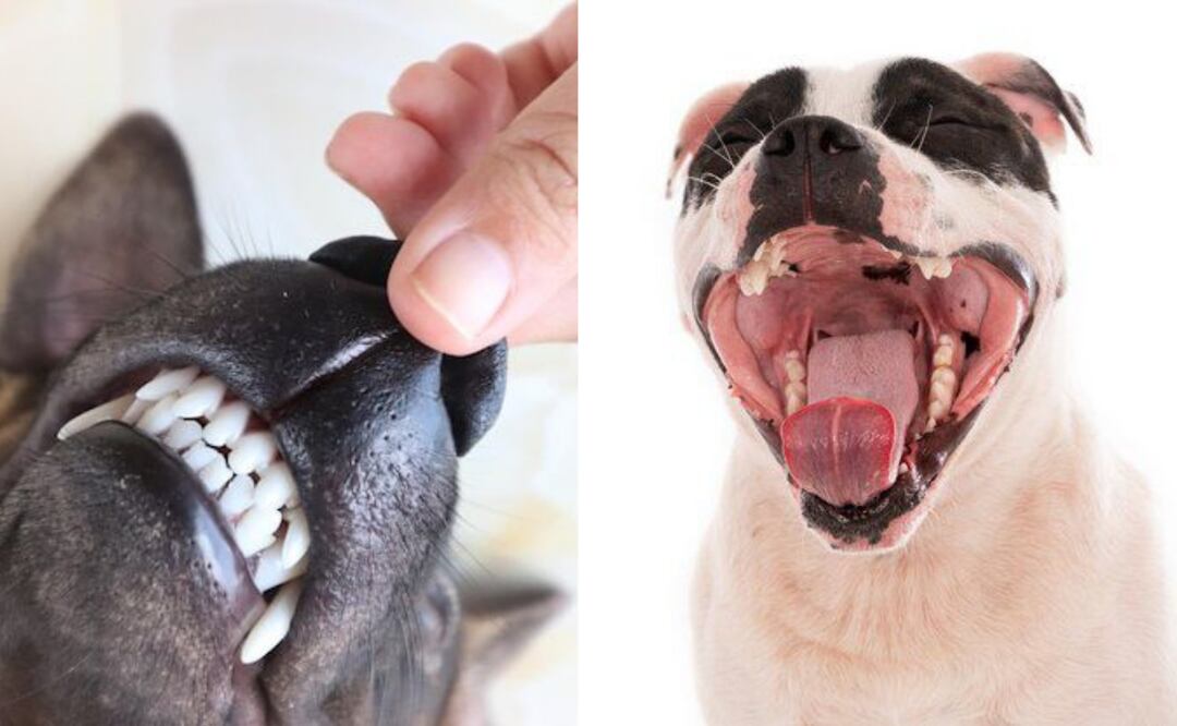 Los perros han pasado de ser simples mascotas a miembros importantes de la familia. Fuente: Freepik.