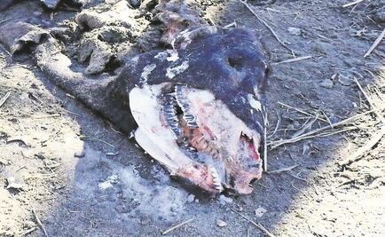 ¿Alienígenas o satanismo? La macabra mutilación de toros que inquieta en EU