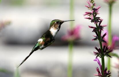 Avistan por primera vez dos especies de colibríes en jardines de Chapultepec