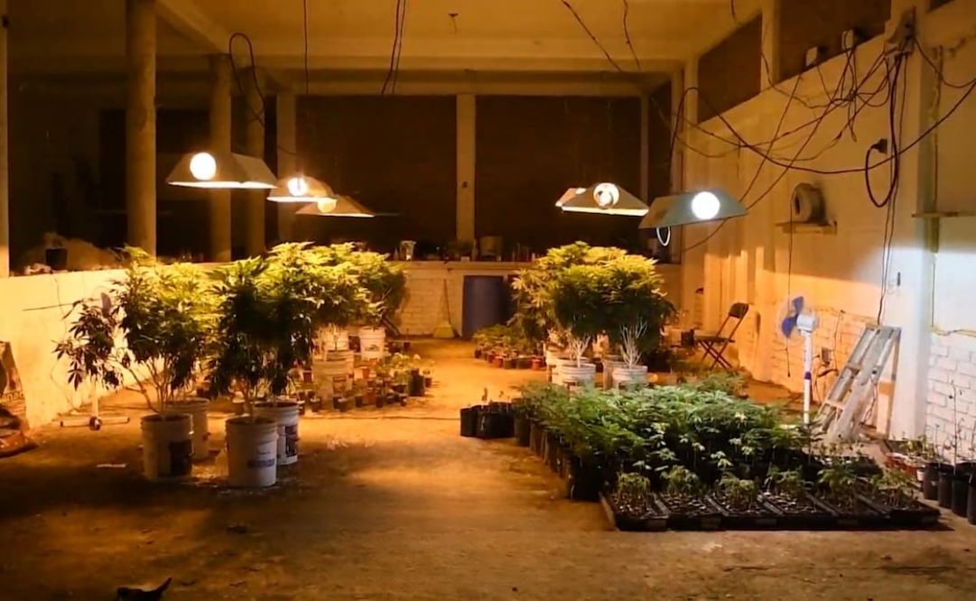 Durante la intervención, se localizaron varias habitaciones acondicionadas para el cultivo de marihuana, con plantas en distintas etapas de crecimiento. (17/02/2025). Foto: Especial/El Universal
