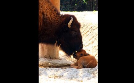 Profepa aún no es notificada de muerte de Bisonte