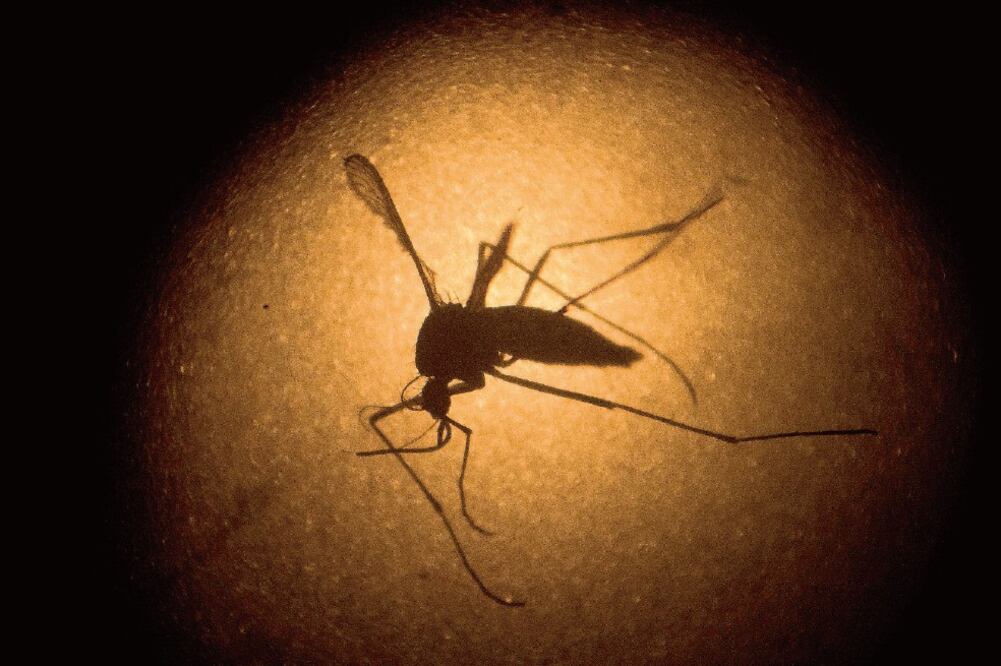 Un mosquito Aedes aegypti, transmisor del zika, dengue y chikungunya, visto a través de un microscopio, en el instituto Fiocruz, en Recife, Brasil (AP. ARCHIVO)