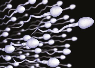 ¿Humanidad en riesgo? Hombres producen cada vez menos espermatozoides: epidemióloga