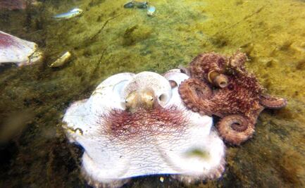 Ven en medusas, corales y parásitos marinos potenciales para fármacos