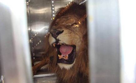 Trasladan a león africano a EU para su rehabilitación