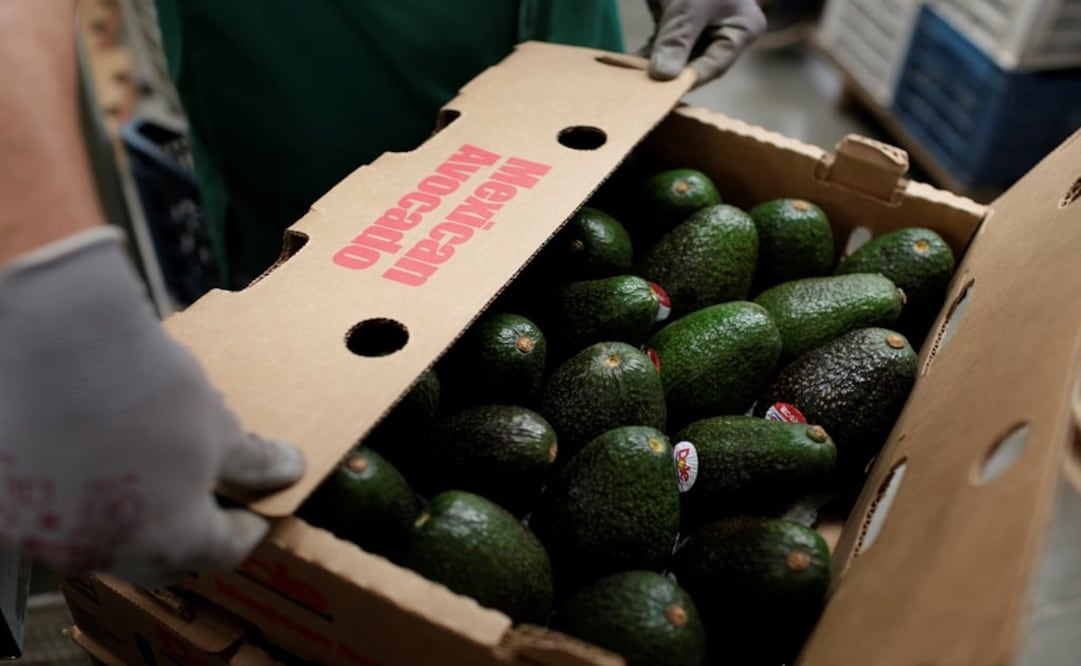A worker holds a box of avocados - Photo: Alan Ortega/REUTERS