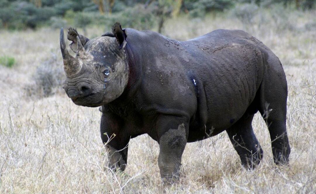 Hombre caza rinoceronte negro tras pagar 350 mil dólares
