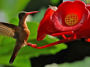 Jardines para colibríes, plan para polinizar la CDMX