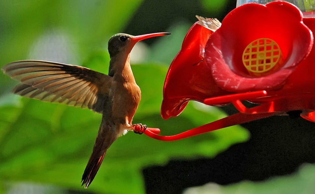 Foto: EFE