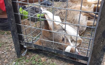 Capturan a un coyote dentro de una clínica del IMSS en Nuevo León