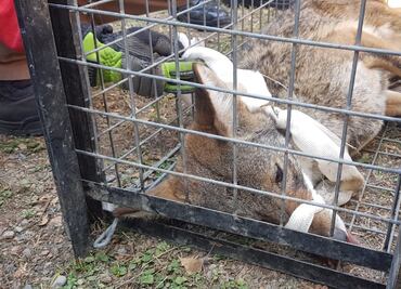 Capturan a un coyote dentro de una clínica del IMSS en Nuevo León
