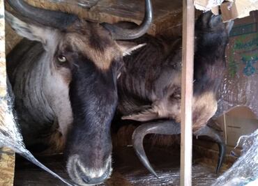 En Tlanepantla aseguran dos cabezas de especie en peligro de extinción