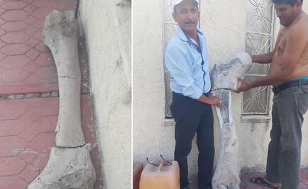 Encuentran posible fósil de mamut en Buenavista, Michoacán