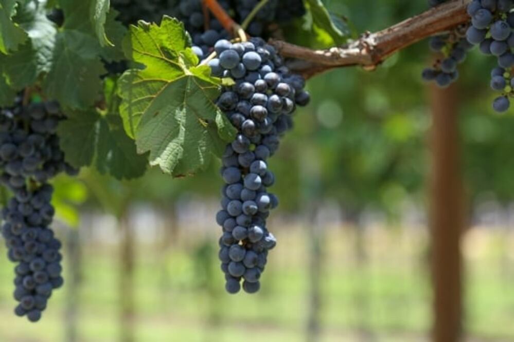 Fiestas de la Vendimia en Querétaro: las actividades que no te debes perder