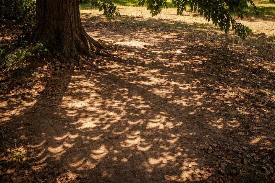 Efecto de "lunitas" bajo la sombra de un árbol durante un eclipse solar. Foto: Creada con IA (ChatGPT)
