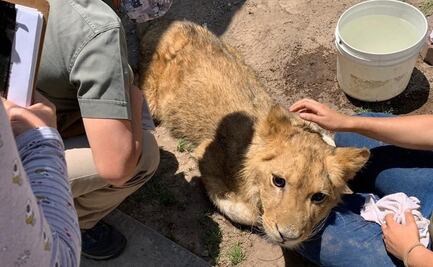 Reportan estable y con recuperación lenta a león africano que deambulaba en Ecatepec