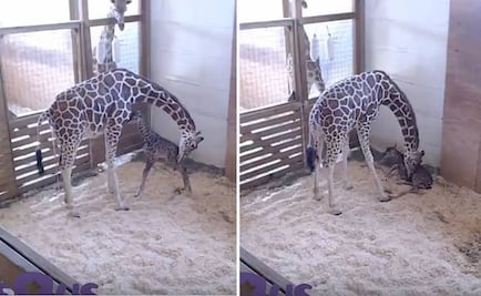 Video. La jirafa April da a luz ante millones de espectadores