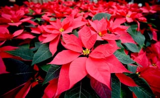 Día Nacional de la Nochebuena: el origen y significado de la flor de la Navidad en México