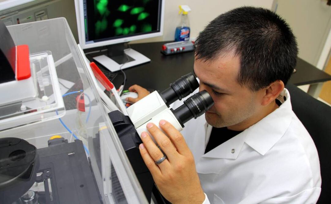 Confían en sus repercusiones "terapéuticas" sobre el cáncer, "si se demuestra que las células cancerosas son capaces de aprender". Foto: Archivo