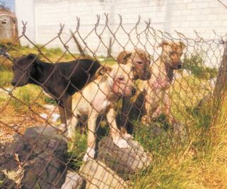 Repunta maltrato animal en la CDMX