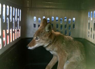Coyote agresivo merodeaba en la alcaldía de Iztapalapa