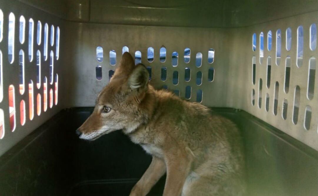 El coyote está en las instalaciones ubicadas en el cruce de Periférico y Canal de Chalco para su atención veterinaria. FOTO: ESPECIAL