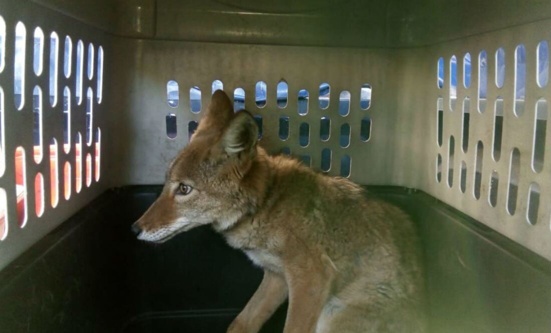 El coyote está en las instalaciones ubicadas en el cruce de Periférico y Canal de Chalco para su atención veterinaria. FOTO: ESPECIAL