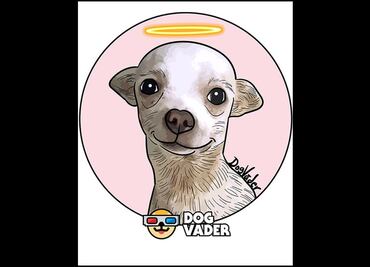 Descansa, héroe: Muere Pincky, lomito herido tras defender su casa de ladrones