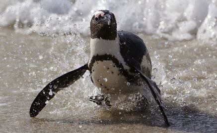 Los pingüinos convivieron con los dinosaurios